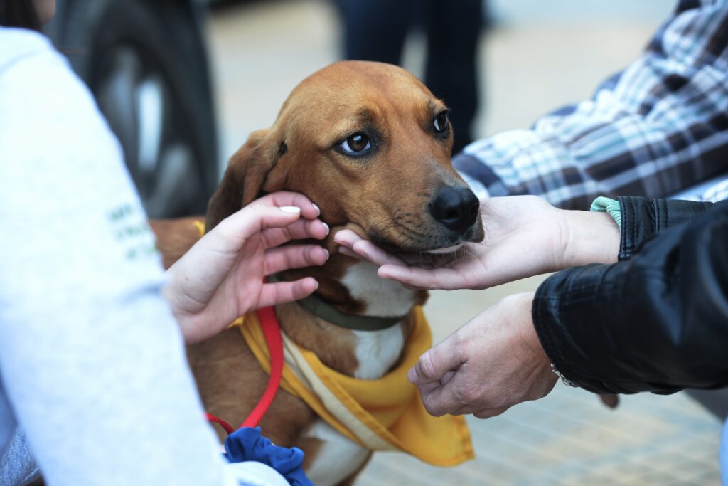 Μεγάλη Γιορτή Υιοθεσίας Αδέσποτων Ζώων, 13/12 στην Κηφισιά